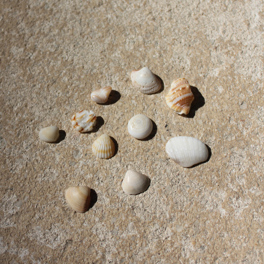 Die Bedeutung von Farben bei Muscheln